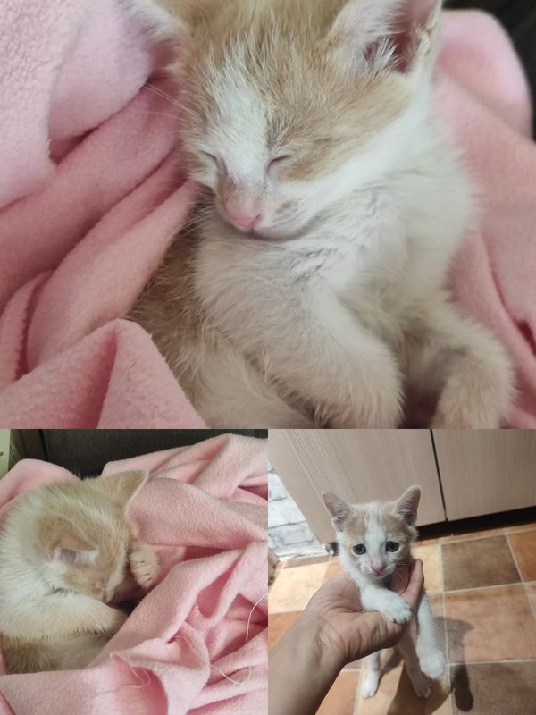 Котенок в добрые руки Котенок в добрые руки