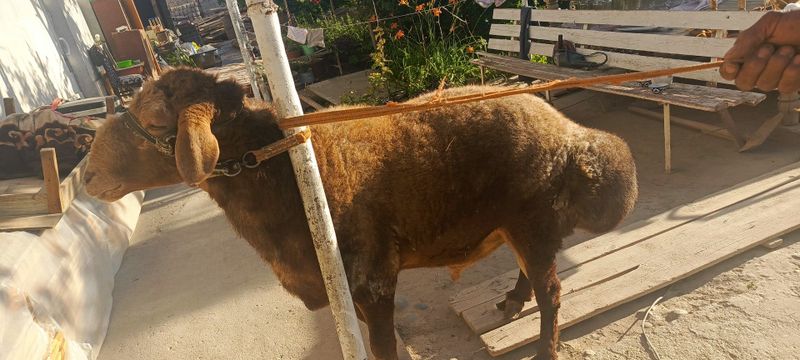 Арашан зотли куй нархи келишилган холда Арашан зотли куй нархи келишилган холда