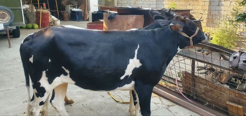 Gonajinla sotiladi