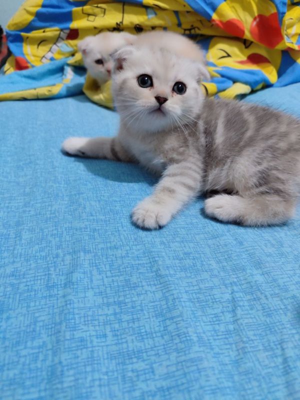 Toza qon mushuklar Toza qon mushuklar