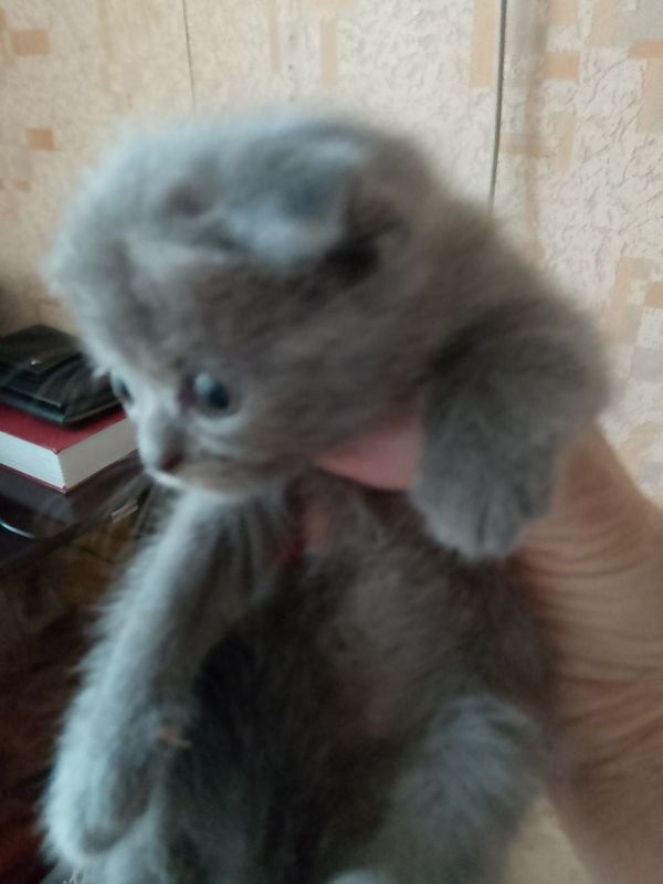 Котята скоттиш фолды