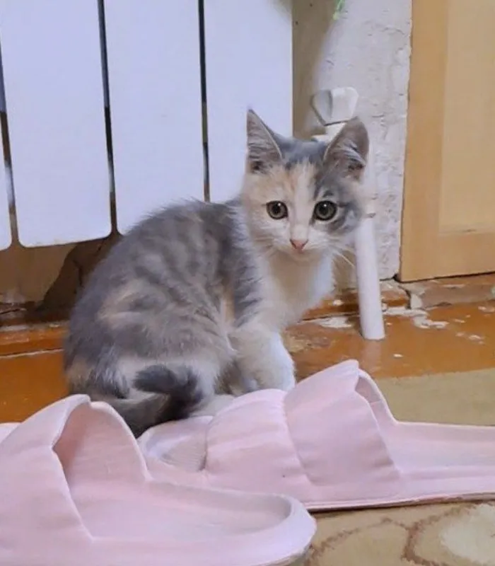 котёнок 4 месяца