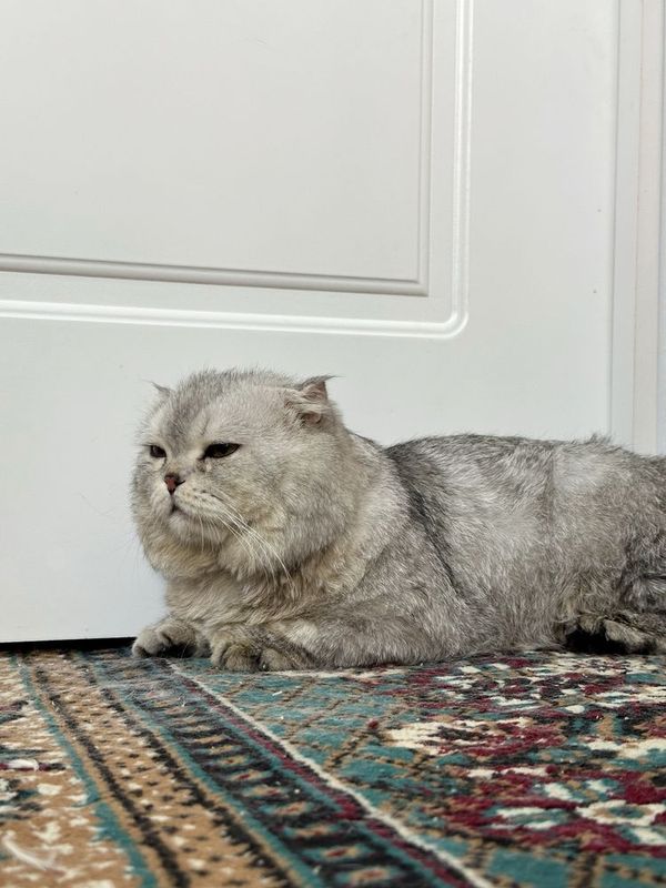Mushuk sotiladi srochniy