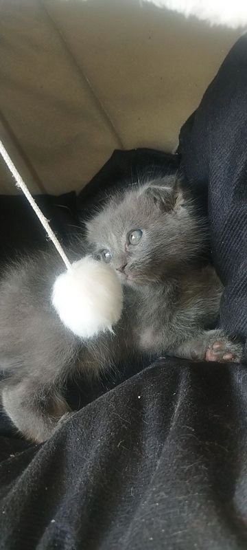 шотландский вислоухий шотландский вислоухий