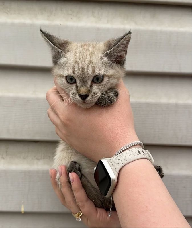 Котята в добрые руки! Котята в добрые руки!