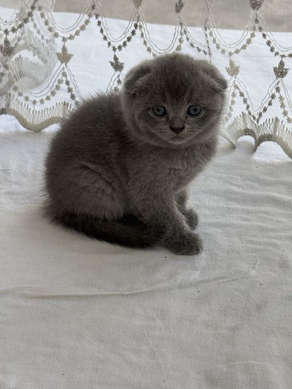 британский скоттиш 1.5 oyli британский скоттиш 1.5 oyli