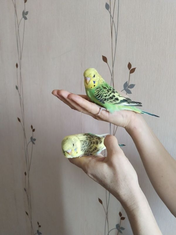 Попугаи чехи птенцы.