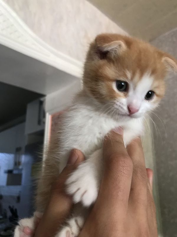 Scottish fold mushukcha