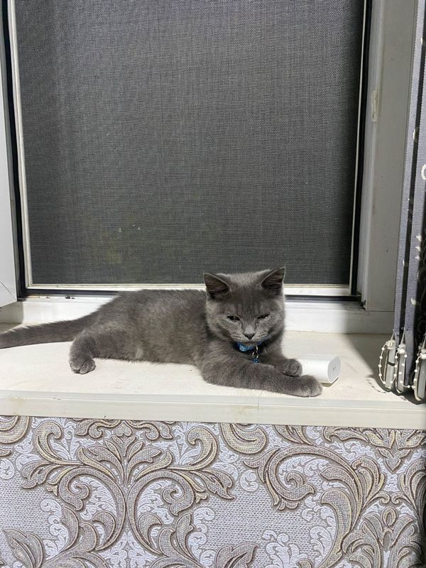 Мушук полу чинчилла, полу русская голубая кошка Мушук полу чинчилла, полу русская голубая кошка