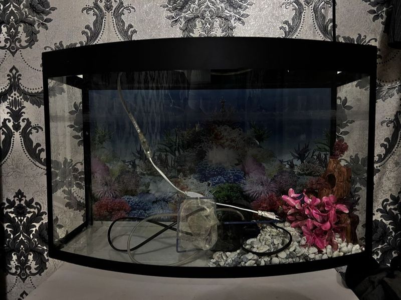 Akvarium 50 litrlik