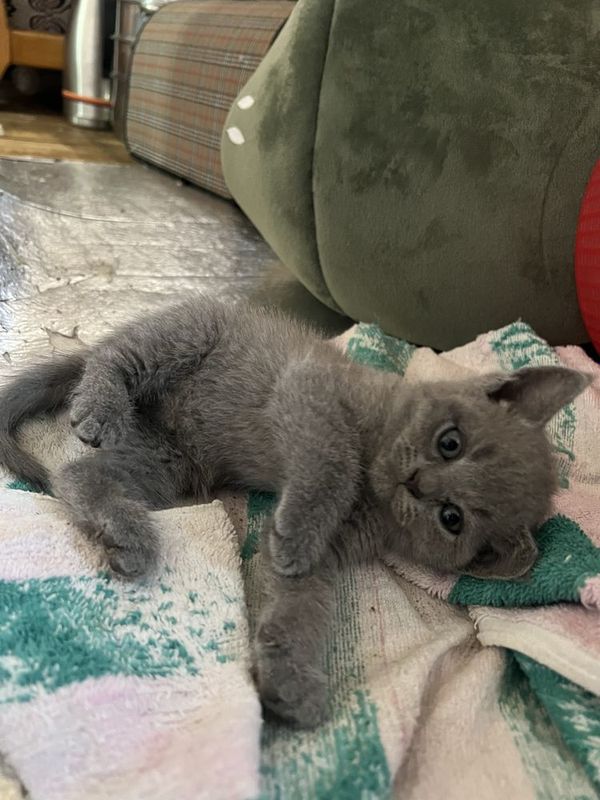 Британские кошка Британские кошка