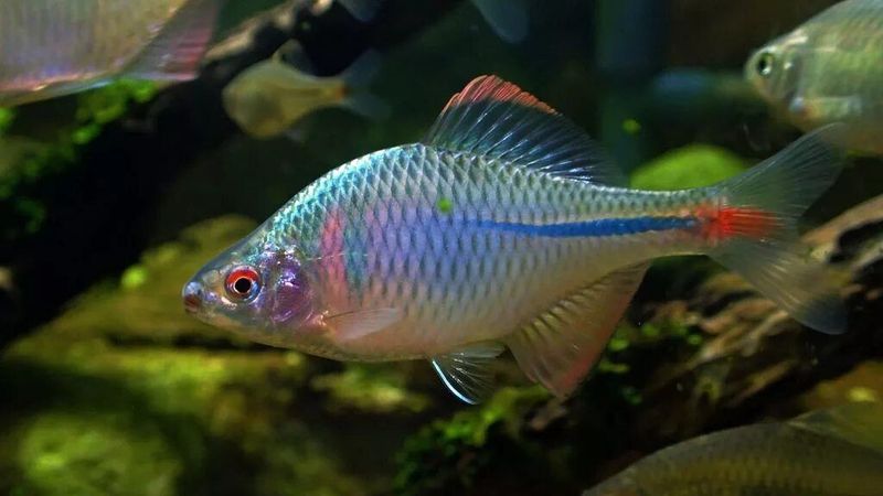 Аквариум, рыба пресноводная, Rhodeus Ocellatus Аквариум, рыба пресноводная, Rhodeus Ocellatus
