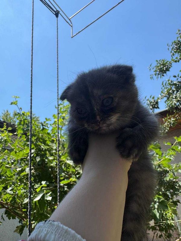 котята вислоухие скоттиш фолд котята вислоухие скоттиш фолд