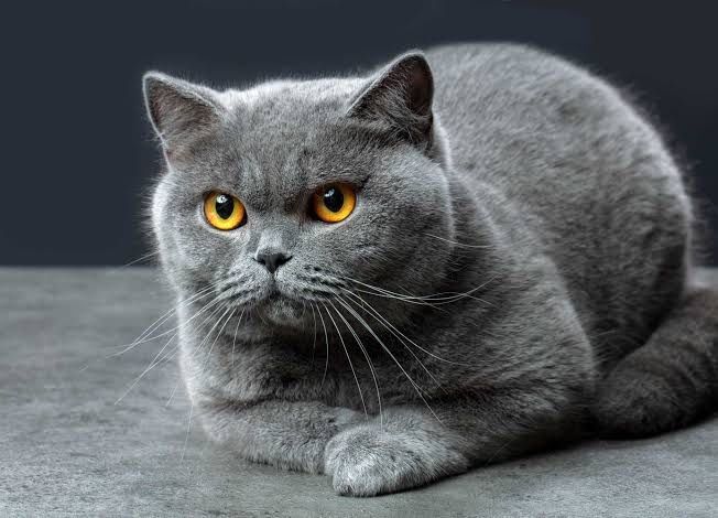 Mushuk, erkak, British shorthair Mushuk, erkak, British shorthair