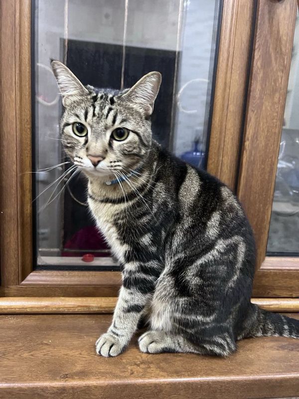 Бенгальсий кот 4 годика кострирован. Бенгальсий кот 4 годика кострирован.