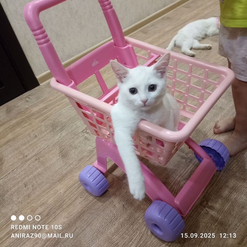 Котёнок скотыш страйт.