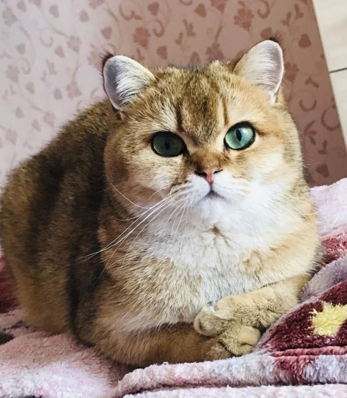 Британская короткошерстная золотая шиншилла Британская короткошерстная золотая шиншилла