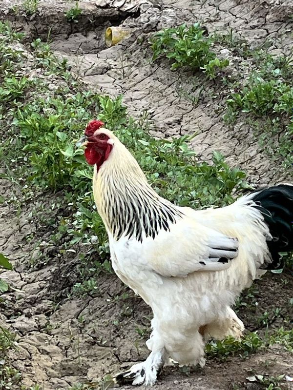 Brama xoroz sotiladi xozirda 2 tasi qoldi Brama xoroz sotiladi xozirda 2 tasi qoldi