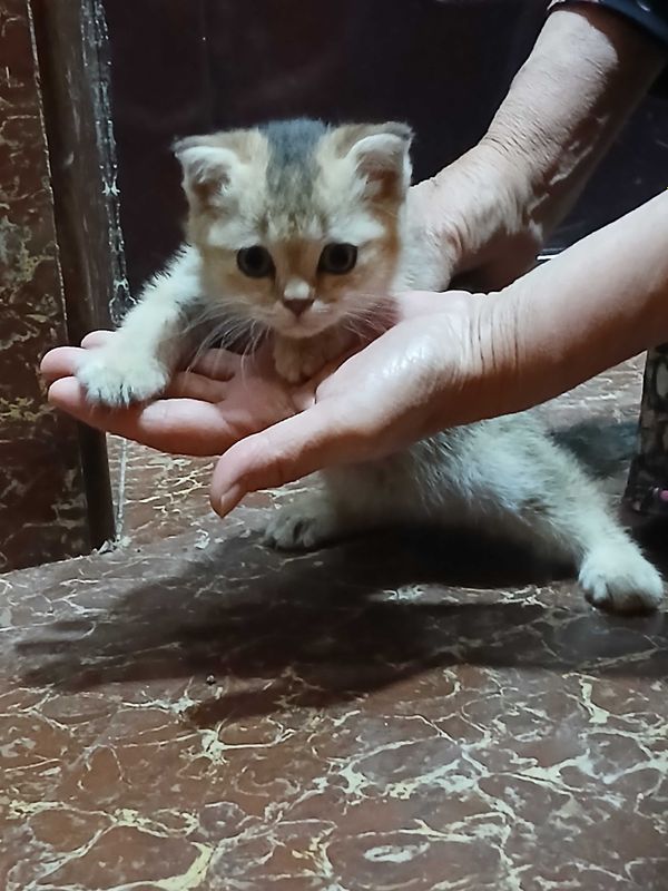 Mushukcha sotiladi Mushukcha sotiladi