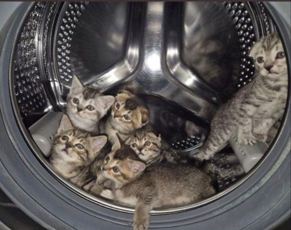Скоттиш фолд-страйт Скоттиш фолд-страйт