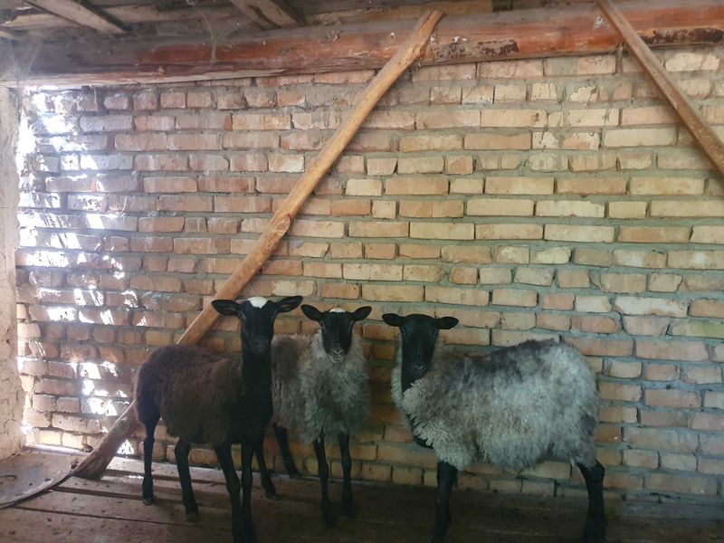 Қўйлар урғочи, Qoʻylar urgʻochi.
