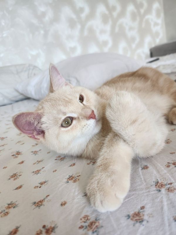 Продаются котята породы скотиш страйт