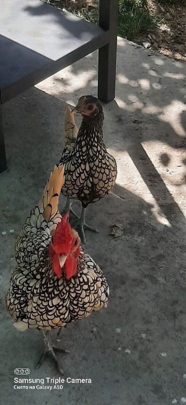 Продаю пару птиц или На отмен