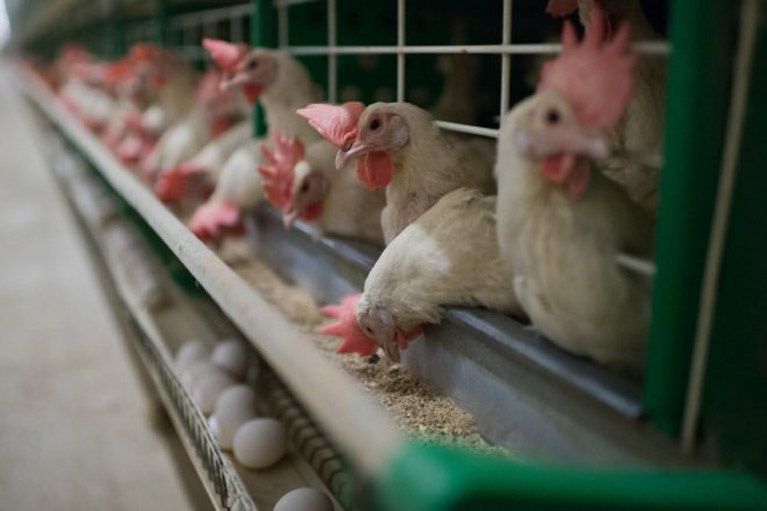 Продается готовая действующая Птицефабрика на 5.58 Га, Ахангаран р-н Продается готовая действующая Птицефабрика на 5.58 Га, Ахангаран р-н