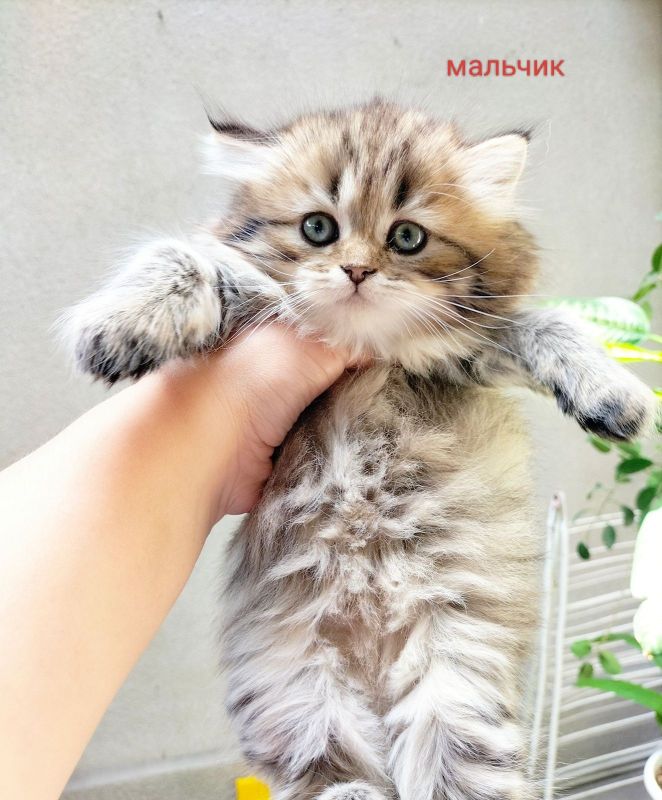 Британские котята Британские котята