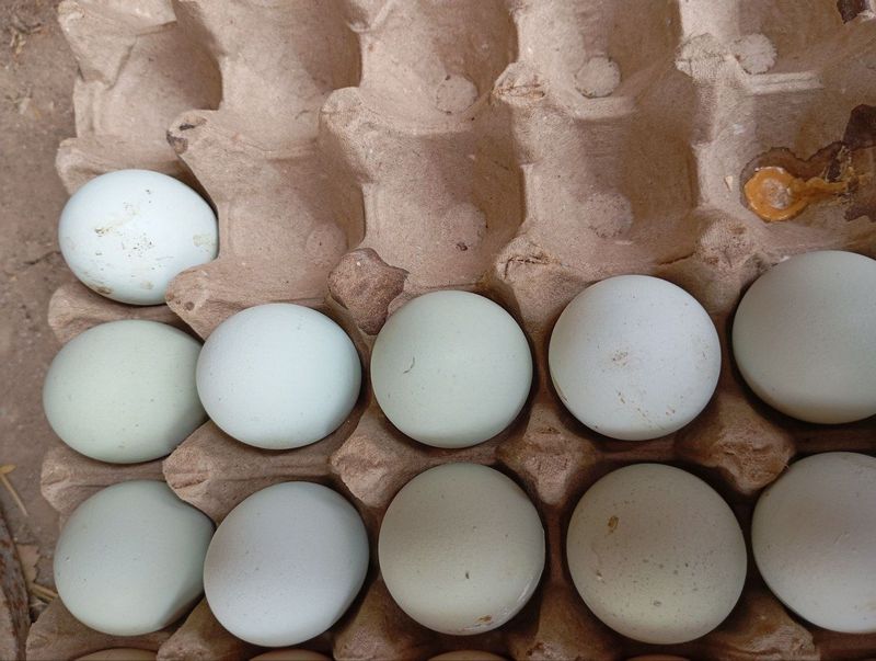 Ayam semani tuxumlari sotiladi Ayam semani tuxumlari sotiladi