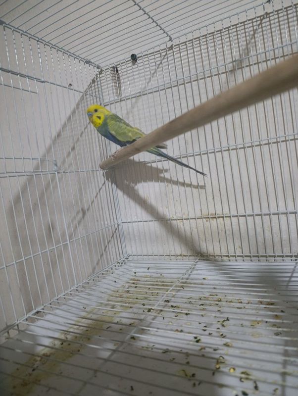 Qushlar sotiladi Qushlar sotiladi