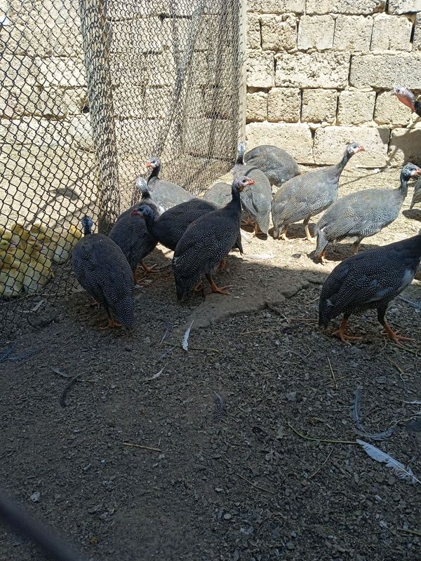 майские цесарки