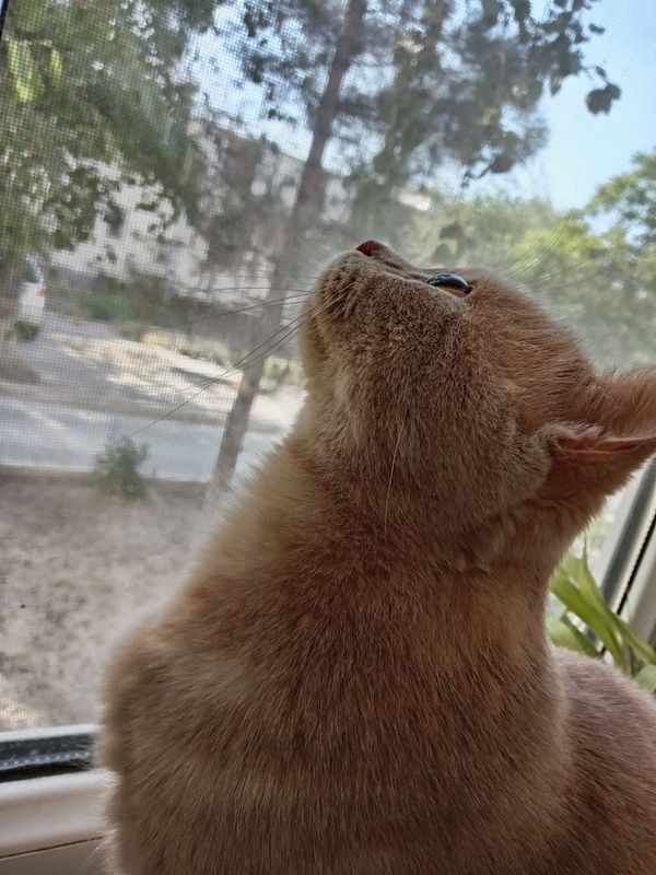 Вязка кота, умный ,породистый кот