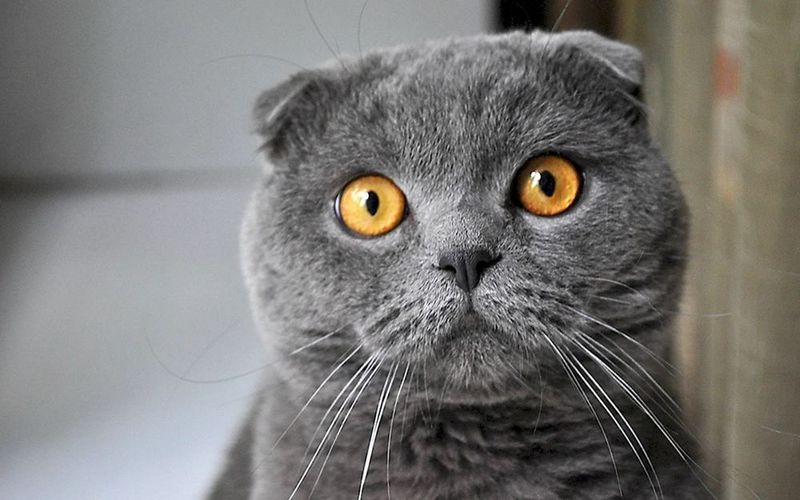 Приглашаем на вязку Приглашаем на вязку