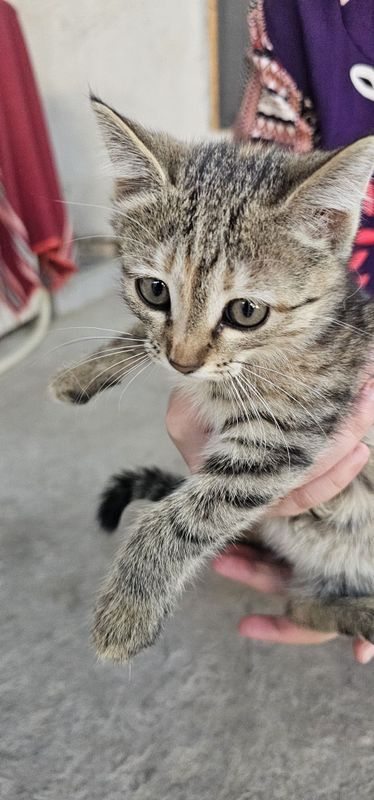 2х месячный котёнок 2х месячный котёнок