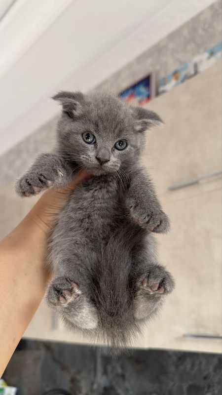 Продаются котята!!! Продаются котята!!!
