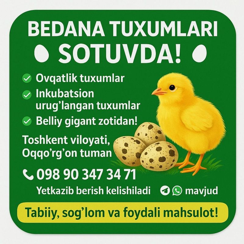 Belliy gigant inkubatsion tuxumlari bor Belliy gigant inkubatsion tuxumlari bor