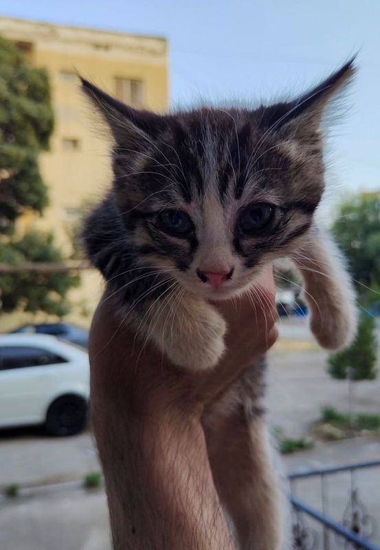 Раздам котят в добрые руки Раздам котят в добрые руки
