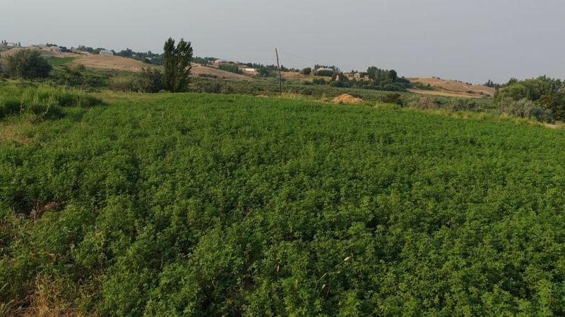Qumqo'rg'on tumani, O'zbekiston, Tayloq qishlog'ida yer sotiladi Qumqo'rg'on tumani, O'zbekiston, Tayloq qishlog'ida yer sotiladi