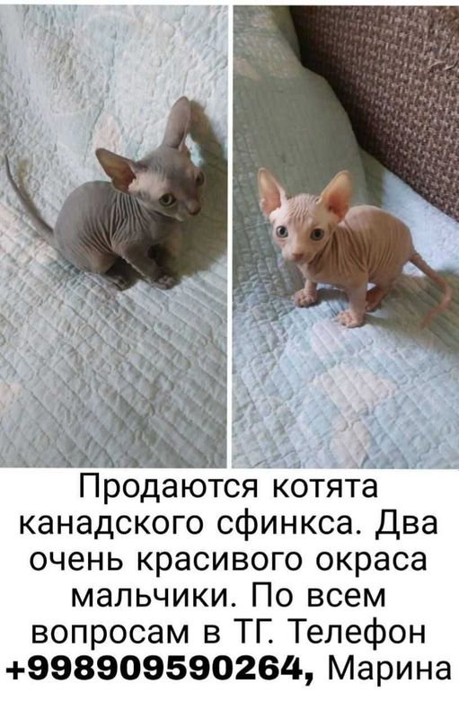 Котята канадский сфинкс