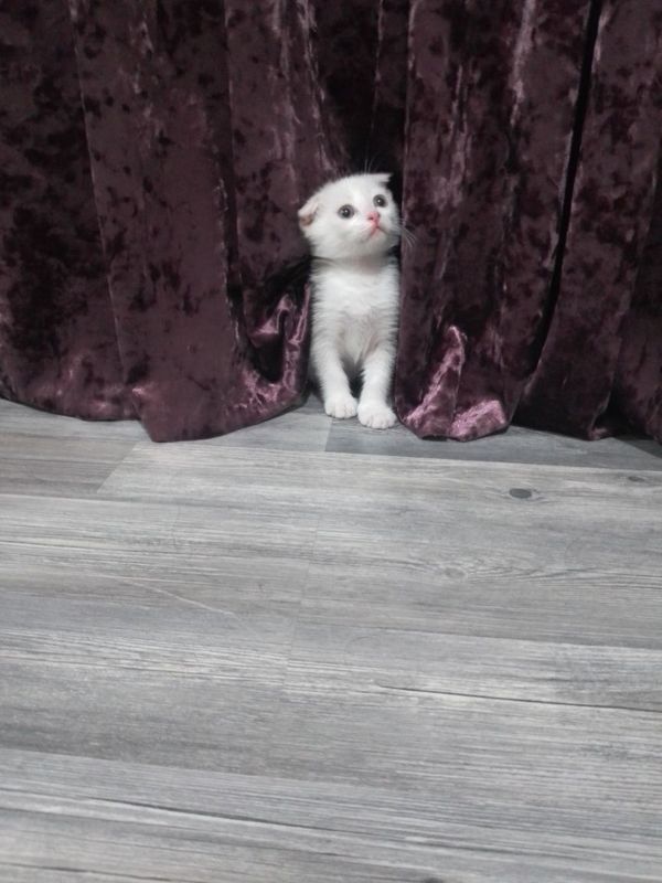 Продается кошечка