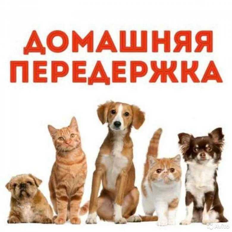 Домашняя передержка для собак !!!