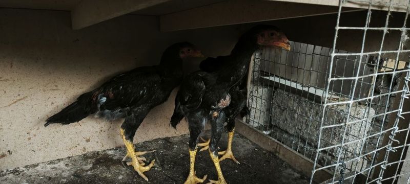 Дакан жу́жалар сотилади Дакан жу́жалар сотилади