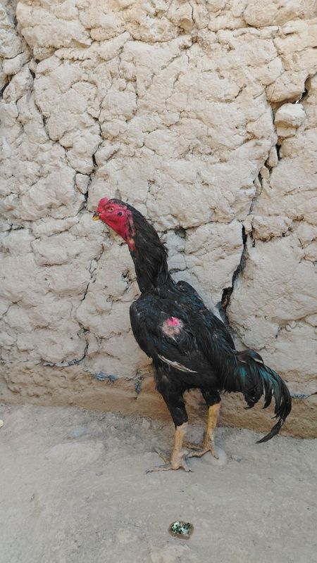 Dakan horozi 1 tulak 4..4..500 kg atrofida