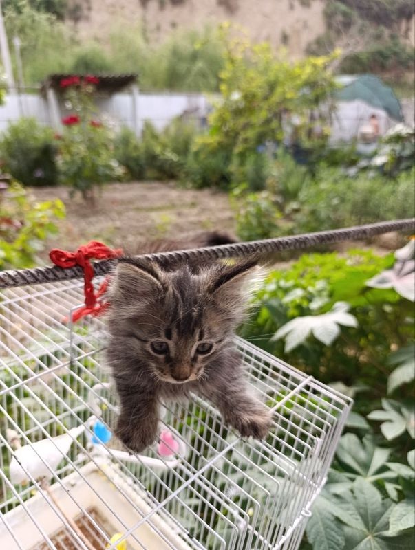 Отдам котят в добрые руки Отдам котят в добрые руки