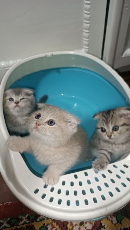 Scottish fold shinshilla Scottish fold shinshilla
