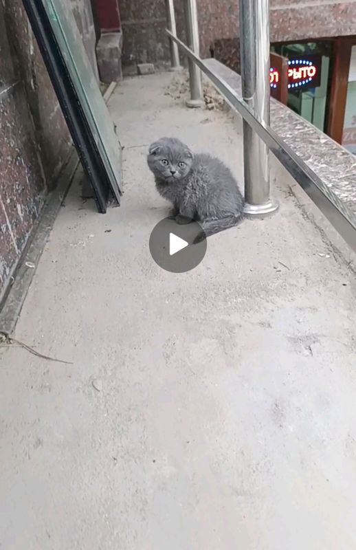 скотч фолд скотч фолд