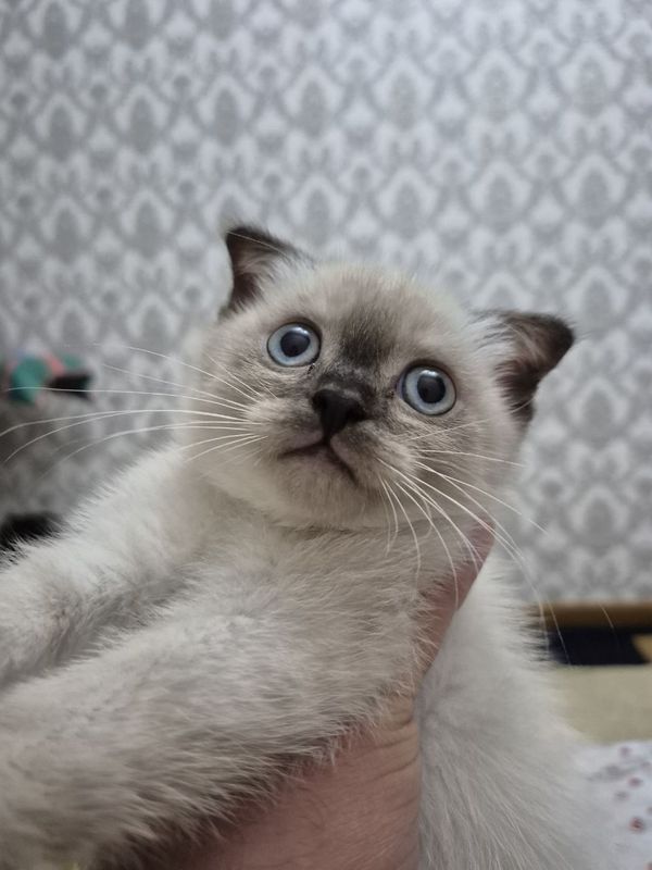 Продаётся котёнок сиамской Продаётся котёнок сиамской