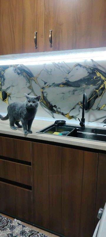 Мушук Британская короткошёрстная Мушук Британская короткошёрстная