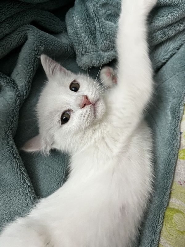 Отдам котёнка в добрые руки Отдам котёнка в добрые руки